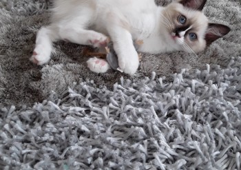 femelle seal mitted  - Chatterie Ragdolls du Val de Beauvoir